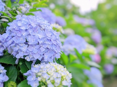 梅雨入り